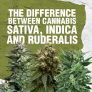 Difference between Cannabis Sativa, Indica and Ruderalis