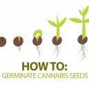 How To Germinate Cannabis Seeds