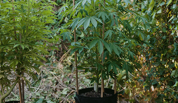 Grow Cannabis in pots