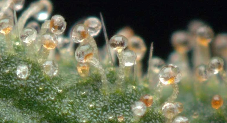 Cannabis Amber Trichomes