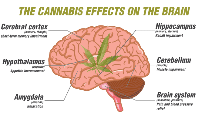 The Cannabi's effects on the brain