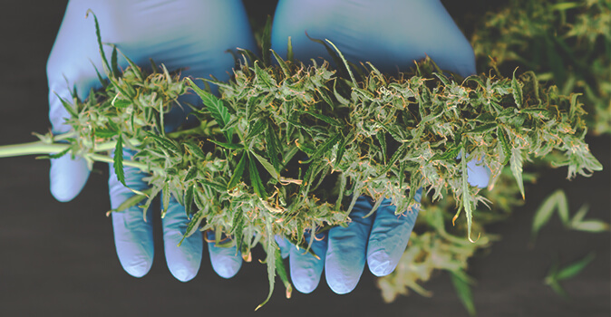 Cannabis Ready for harvest