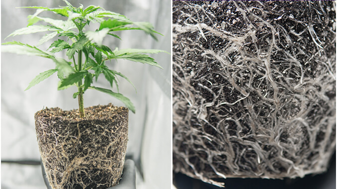 Roots from cannabis plants
