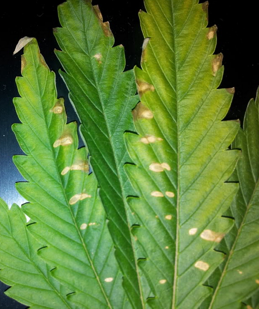 Calcium deficiency cannabis plants