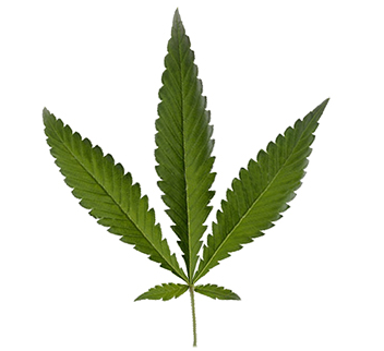 Cannabis Ruderalis Leaf