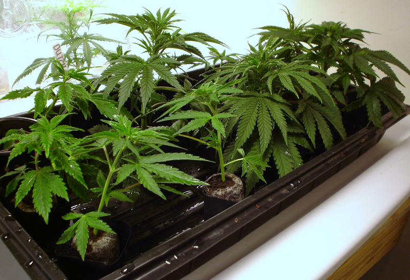 Clones de cannabis