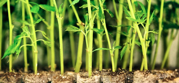  Les clones de marijuana