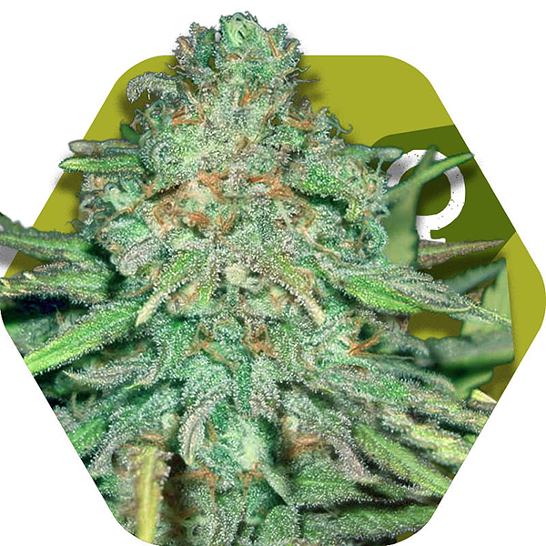 Lemon Kush Cannabis strain