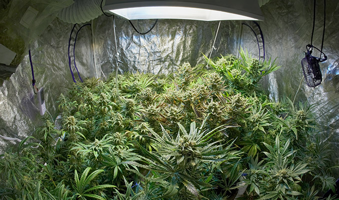 Growroom Cannabis