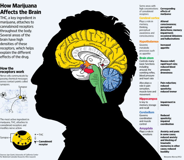 THC and the brain 