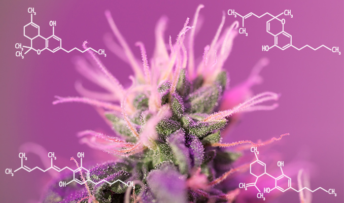 How Cannabis Can Help Combat Inflammation