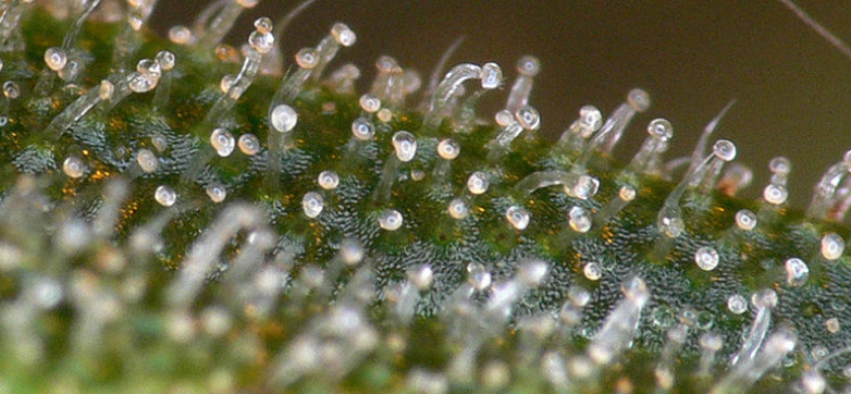 Cannabis Milky Trichomes