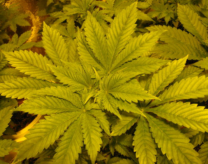 Nitrogen deficiency cannabis