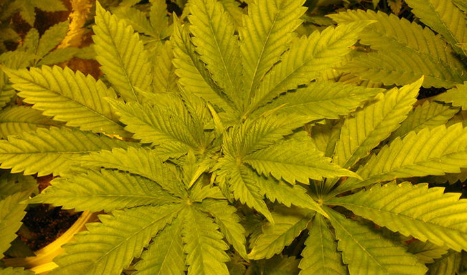nitrogen deficiency cannabis plant