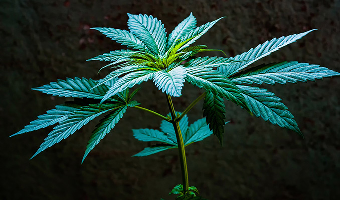 vegetation phase cannabis