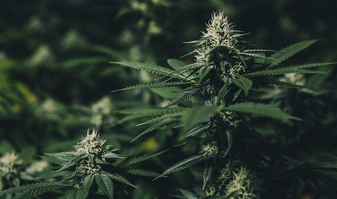 Why The Dark Cycle Is Important For Cannabis
