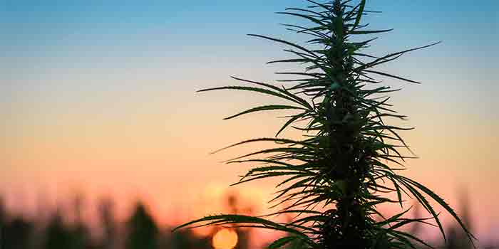 Grow Cannabis Outdoor