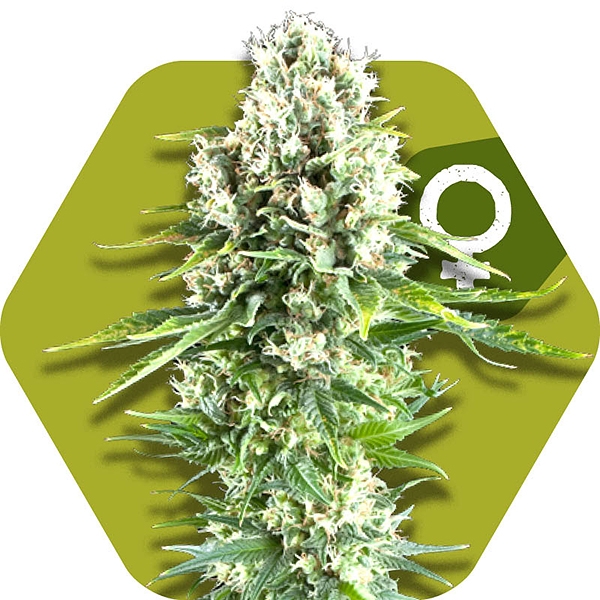 Northern Lights XL feminized cannabis seeds