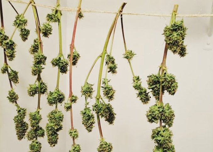 A Guide On Properly Drying And Curing Your Cannabis Flower