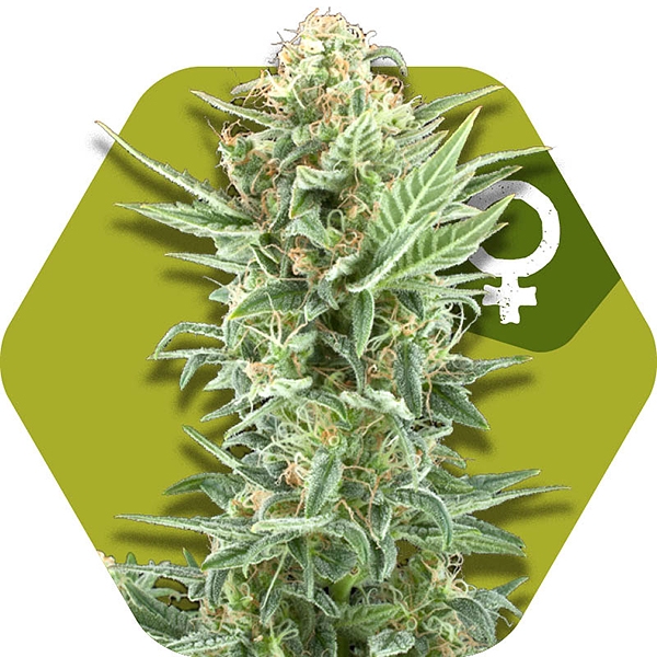 Power Kush Feminized Cannabis Seeds