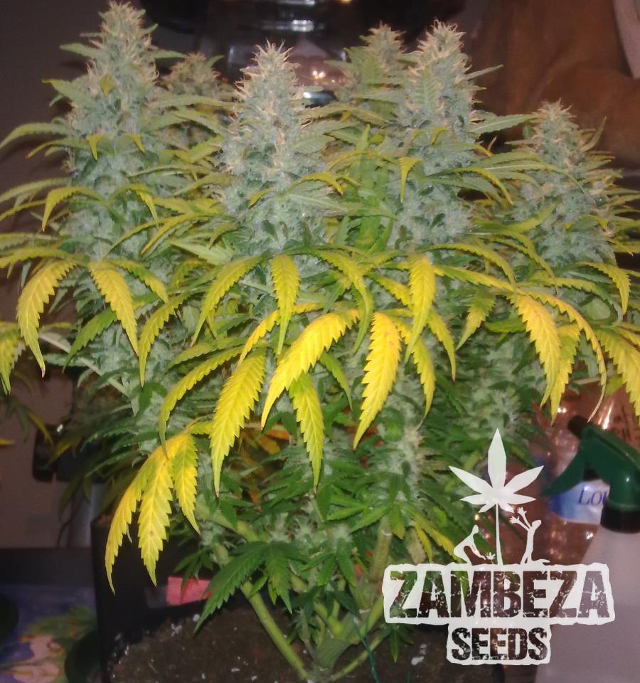 White Widow XL Marijuana Plant